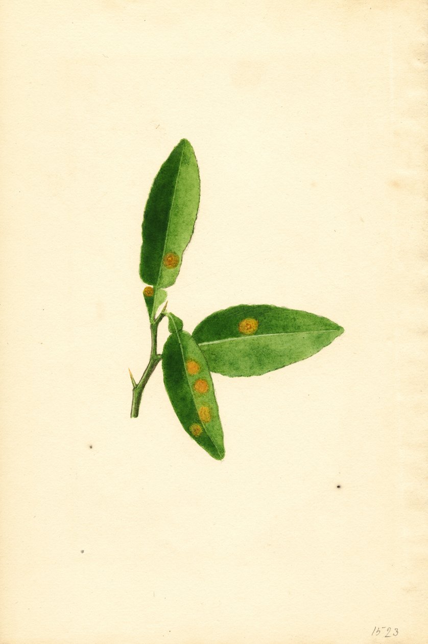  by James Marion Shull