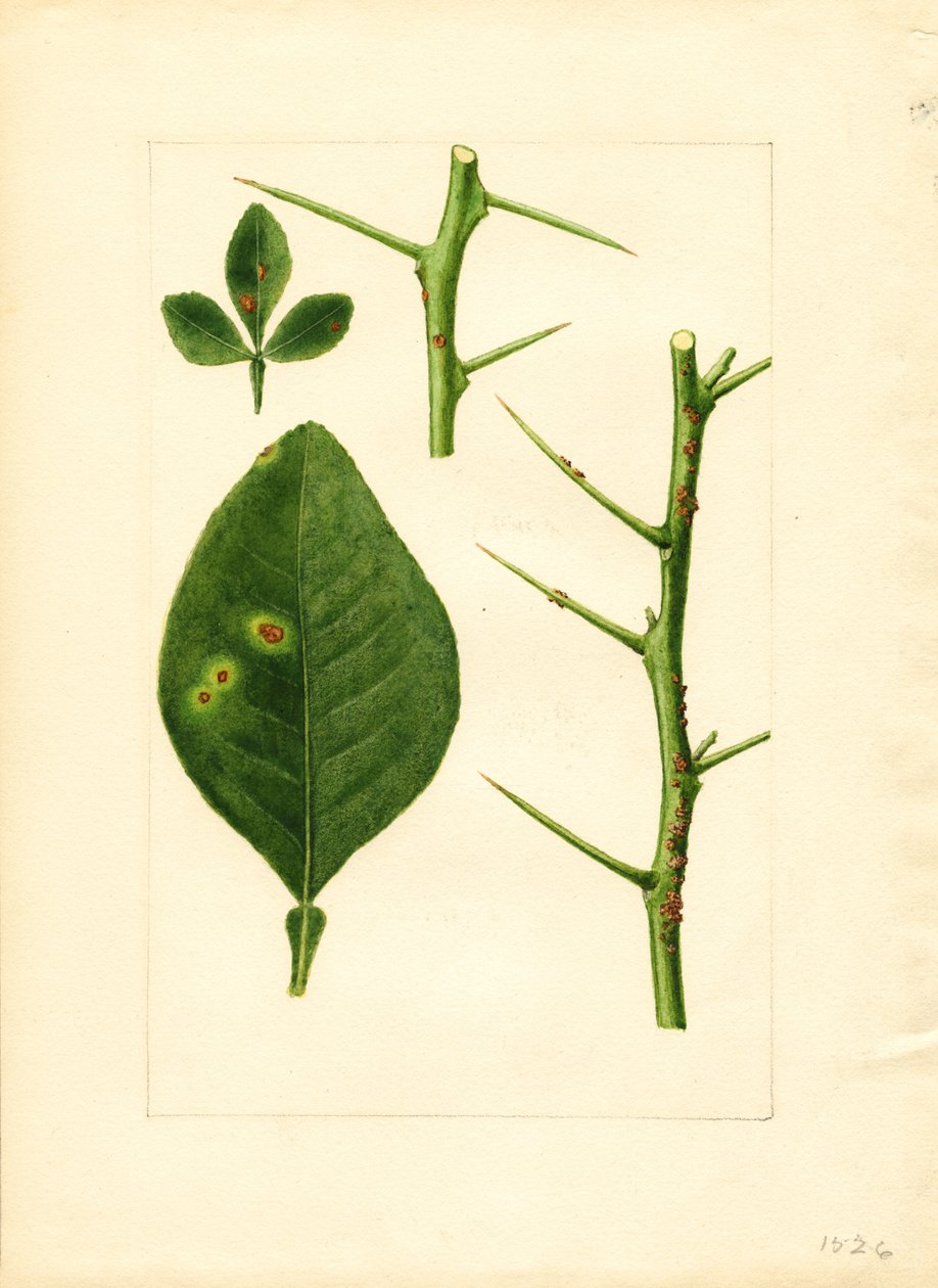  by James Marion Shull