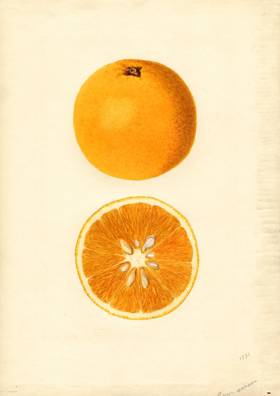  by James Marion Shull