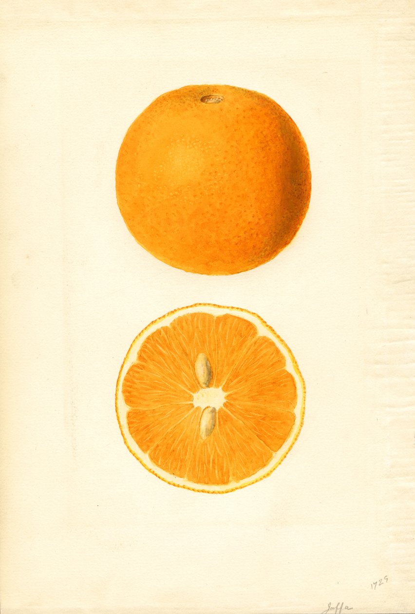  by James Marion Shull