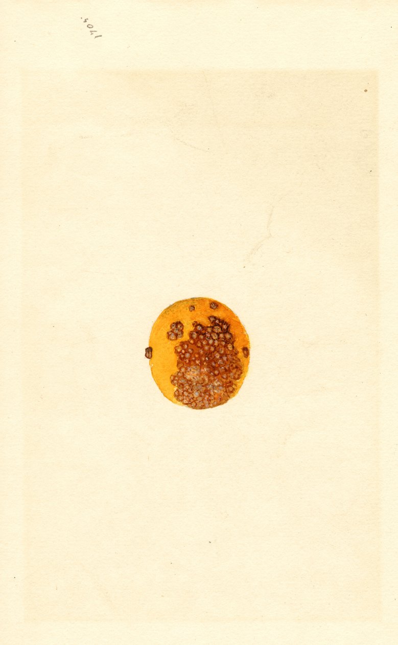  by James Marion Shull