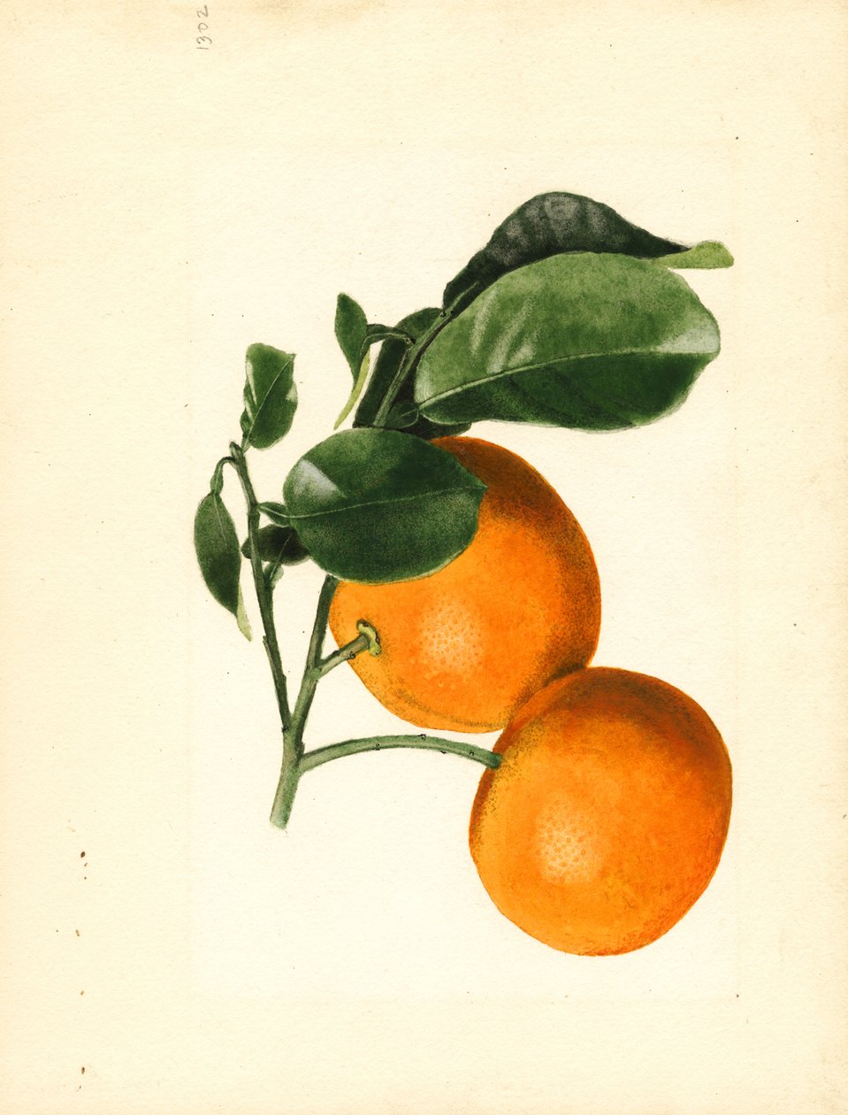  by James Marion Shull