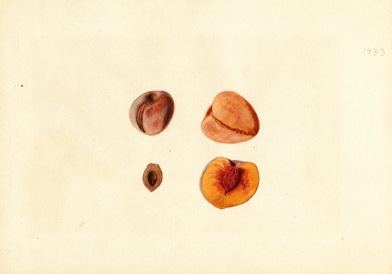  by James Marion Shull