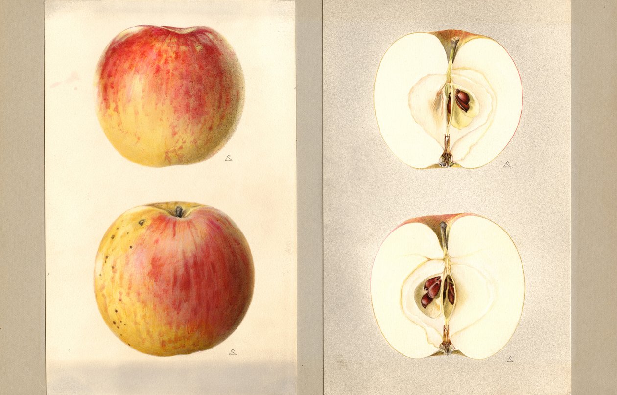 Wilson Haziran Elmaları (Malus domestica) (suluboya) by James Marion Shull