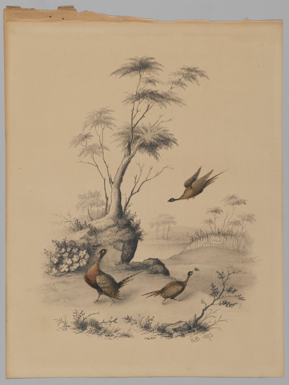 Üç Sülün, 1873 (kağıt üzerinde grafit ve wc) by James Ryder van Brunt