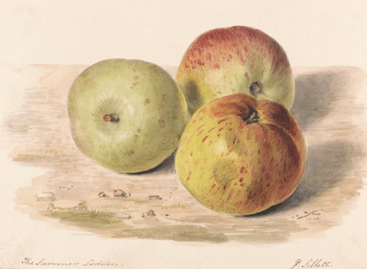 Summer Lodden, Eylül 1832: Üç Elmanın Natürmort Çalışması by James Sillett