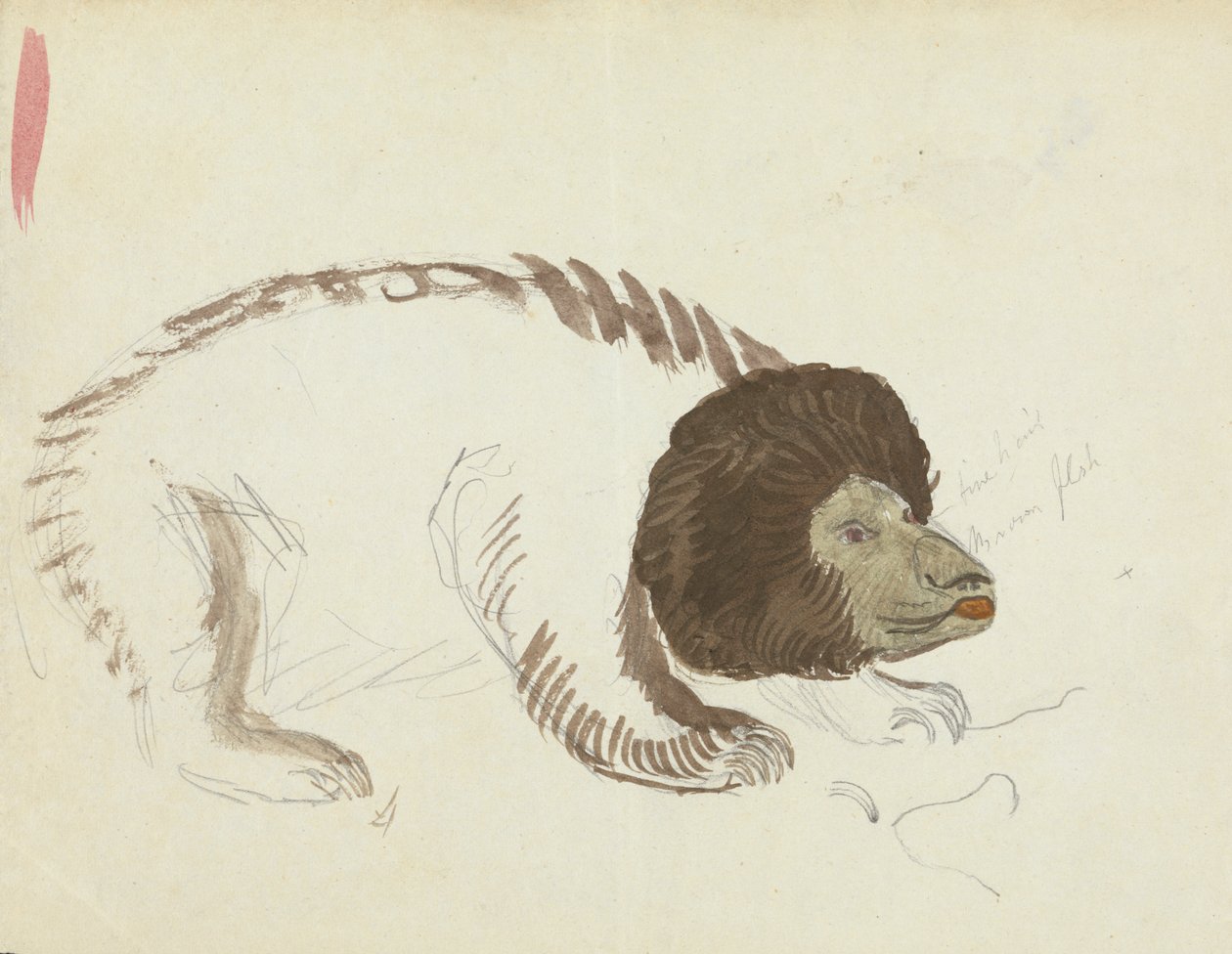 Bir ayı by James Sowerby