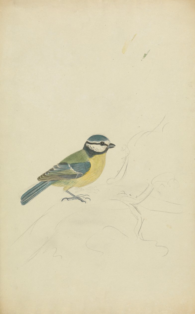 mavi baştankara by James Sowerby
