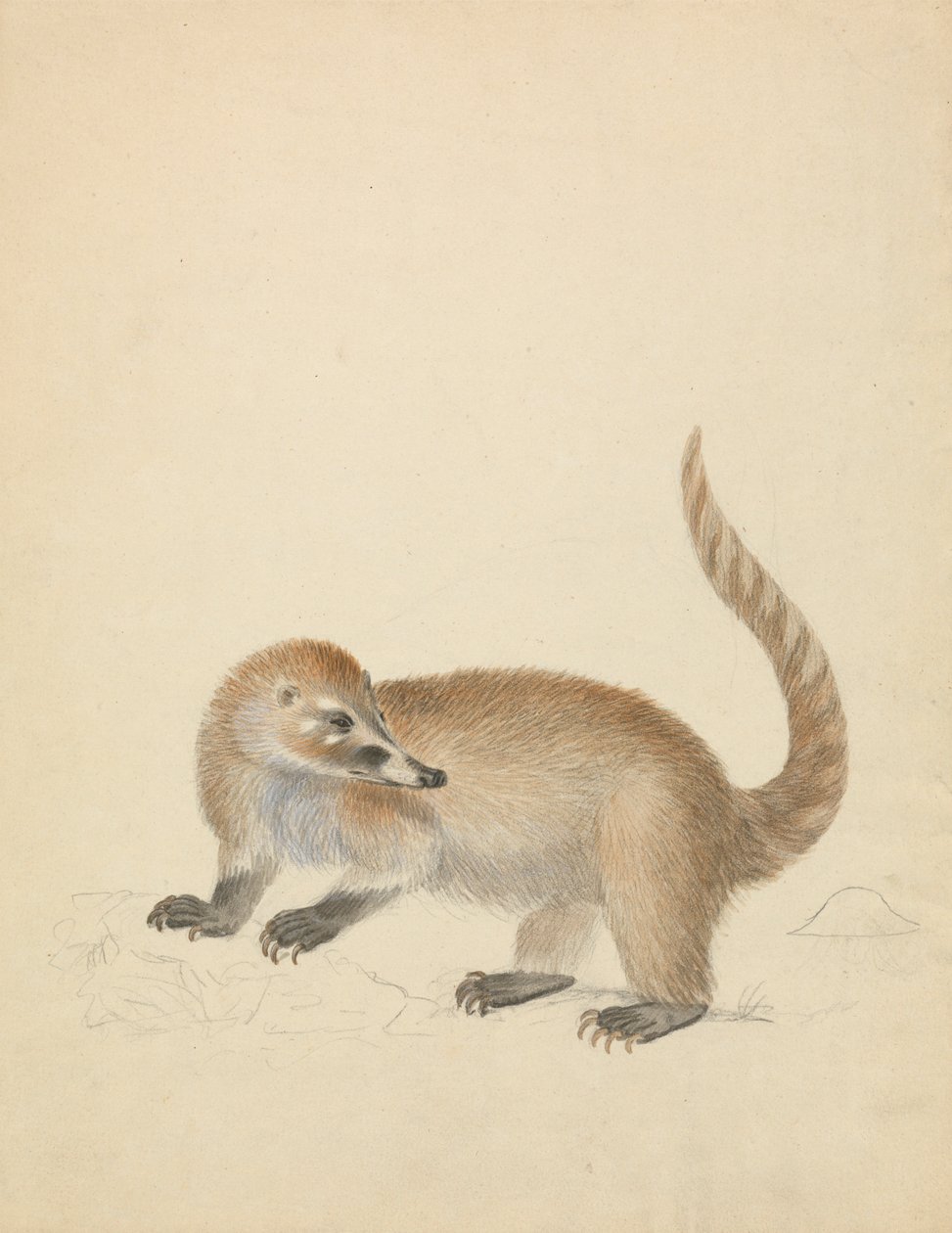 Coatimundi'den by James Sowerby