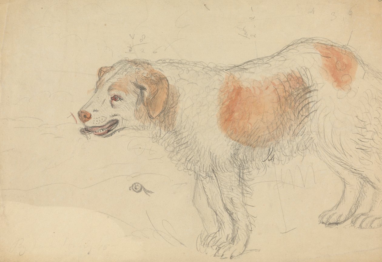 Bir köpek by James Sowerby