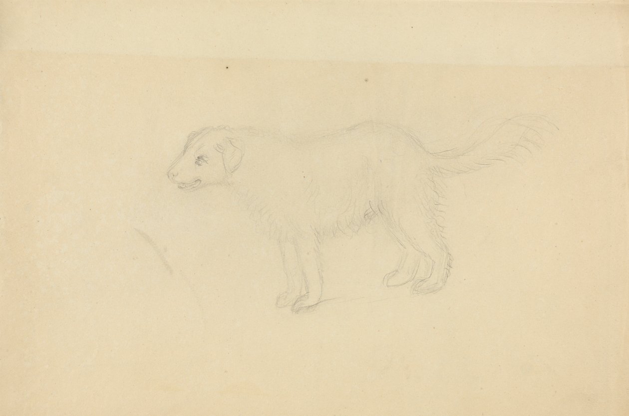 Bir köpek by James Sowerby
