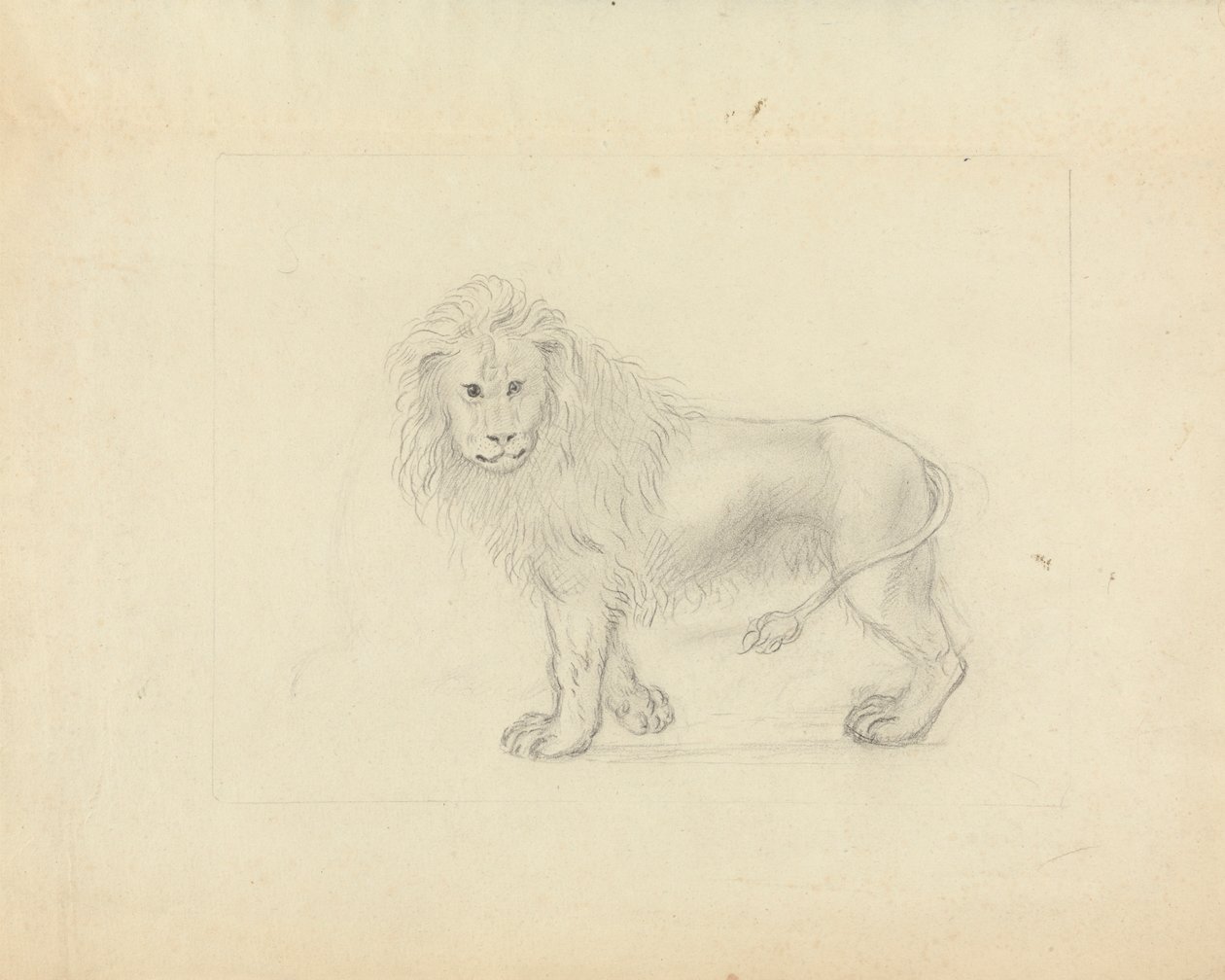 Bir aslan by James Sowerby