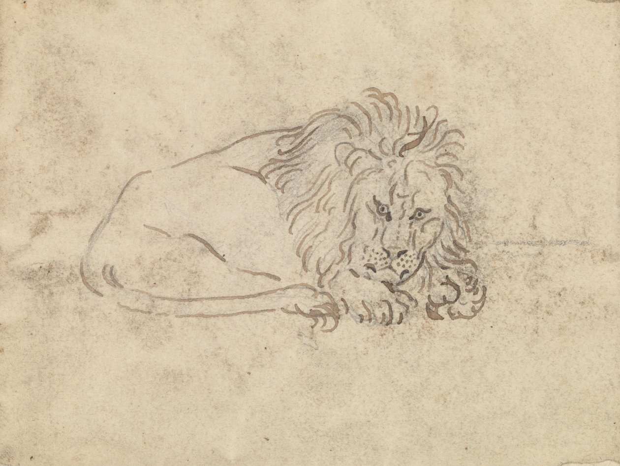 Bir aslan by James Sowerby