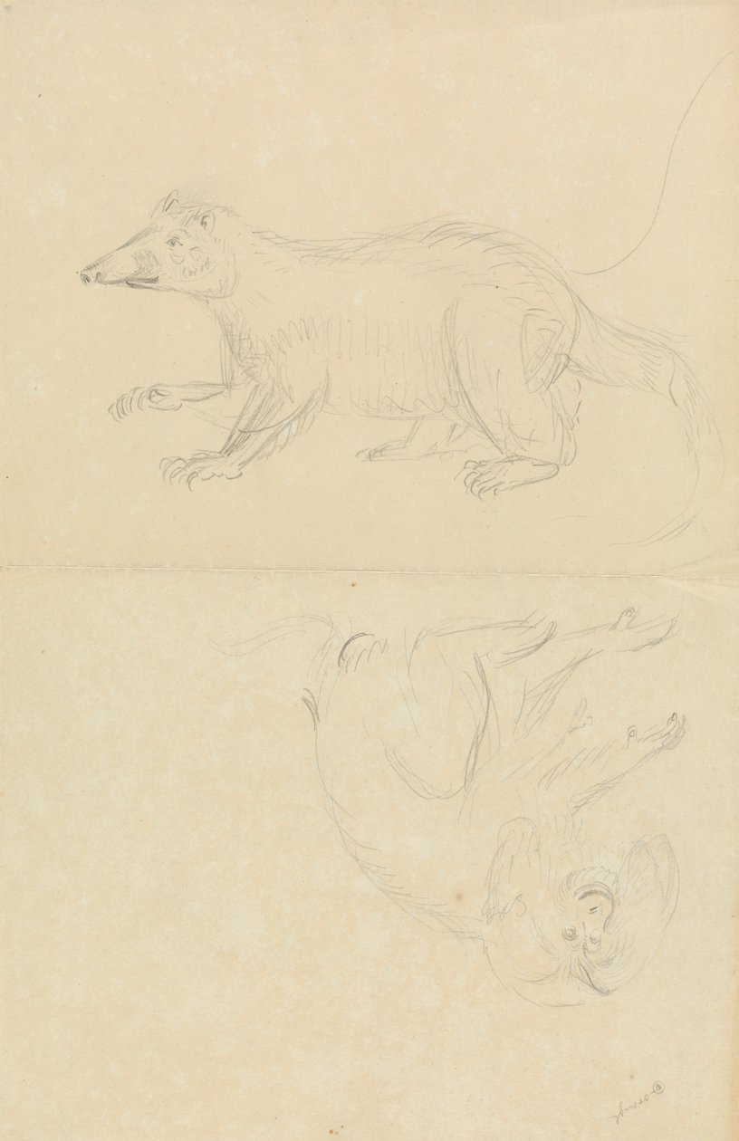 Bir Memeli (coatimundi?) ve bir Primat (Marmoset?). Bir Coatimundi ve Aslan Başlı Bir Marmoset by James Sowerby