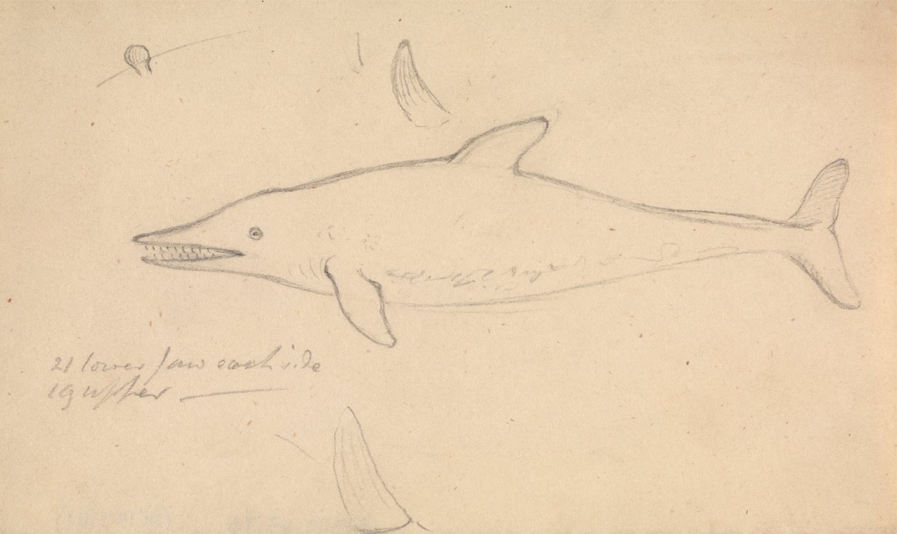 Porpoise mi? by James Sowerby