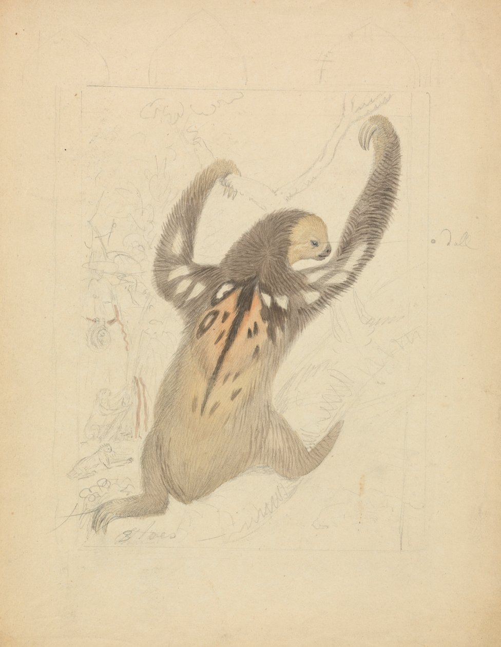 Üç Parmaklı Tembel Hayvan by James Sowerby