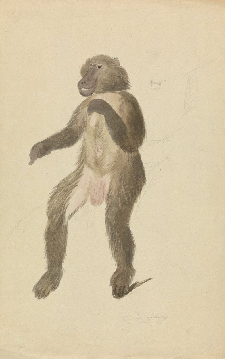 bir mandrel by James Sowerby