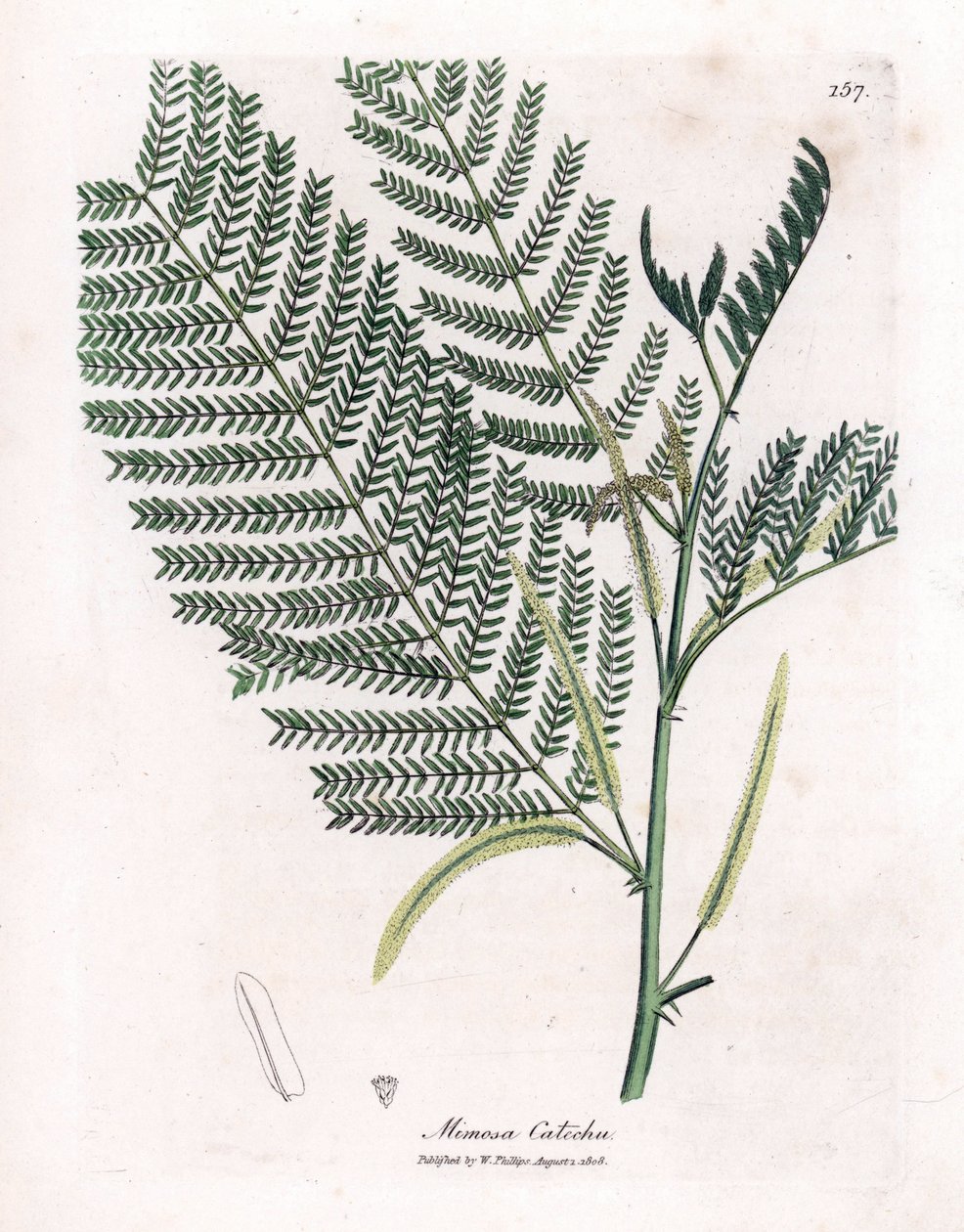 Akasya ve cachou veya cachoutier - Catechu, Acacia catechu. William Woodville'den James Sowerby ve Sir William Jackson Hooker'ın "" Medical Botany"," John Bohn, Londra'dan yaptığı bir botanik illüstrasyondan elle boyanmış ba by James Sowerby