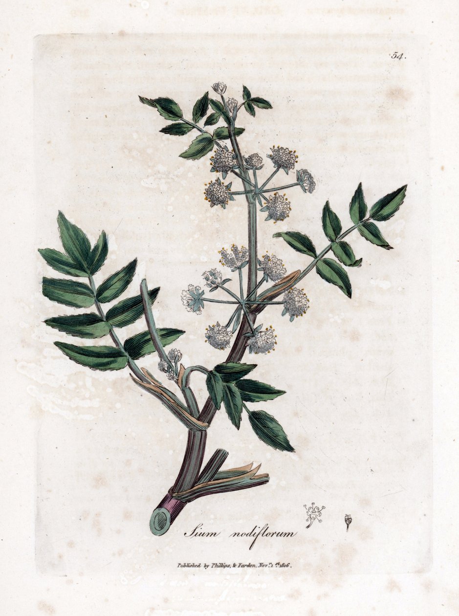 Ache sahte su teresi - Sürünen yaban havucu, Sium nodiflorum. William Woodville'den James Sowerby ve Sir William Jackson Hooker'ın “” Medical Botany,” John Bohn, Londra'dan yaptığı bir botanik illüstrasyondan elde boyanmış bakır levha gravürü by James Sowerby