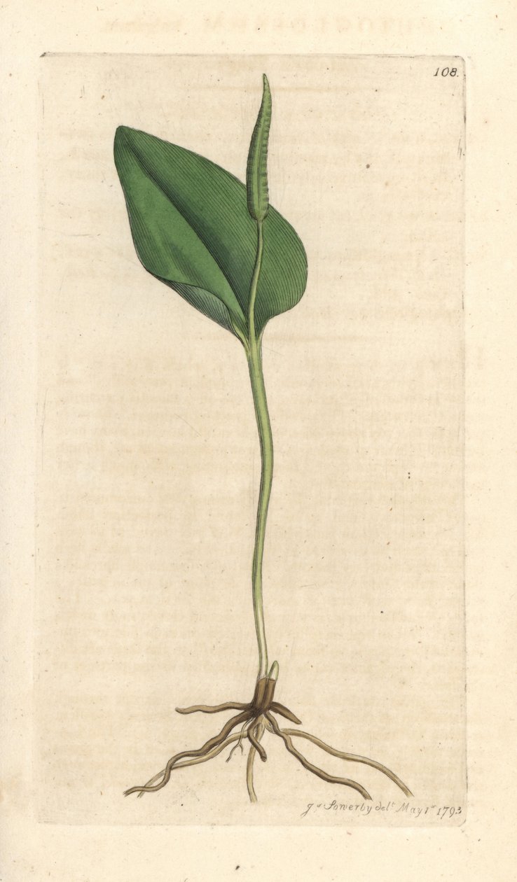 Toplayıcının dili, Ophioglossum vulgatum (Ophioglossum) James Sowerby'nin James Smith's English Botany, Londra'dan yaptığı bir illüstrasyondan sonra elle boyanmış bakır levha gravürü by James Sowerby