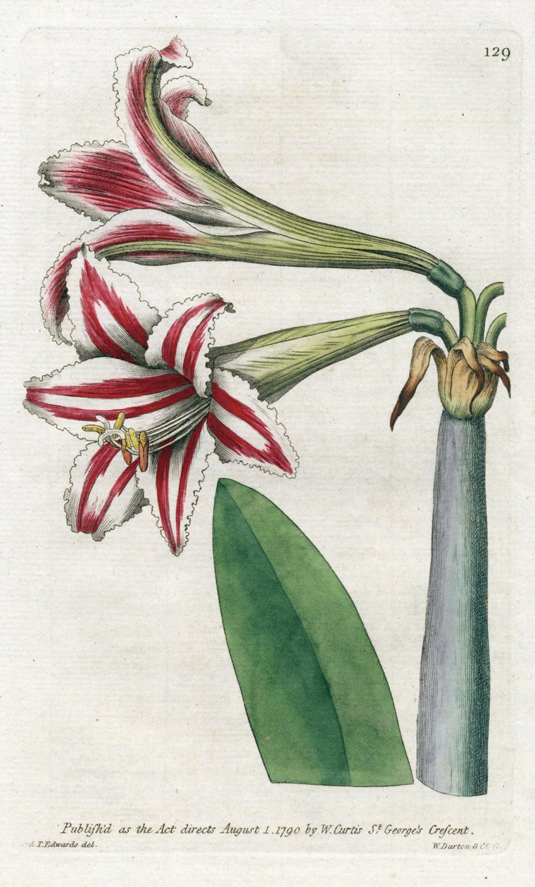 Amaryllis Variete, aslen Güney Amerika'dan - James Sowerby (1757-1822) tarafından Litografi, William Curtis (1746-1799) tarafından Botanical Magazine'den by James Sowerby