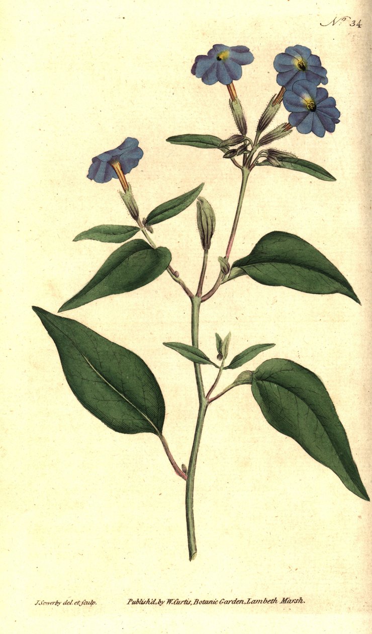Amerikan browallie - Jamaikalı unutma beni, ametist çiçeği veya çalı menekşesi, Browallia americana (Uzun boylu browallia, Browallia elata). William Curtis'in The Botanical Magazine'den James Sowerby'nin el boyaması bakır levha gravürü ve botan by James Sowerby