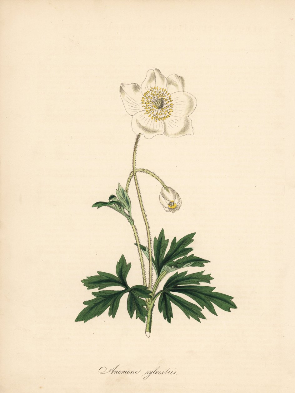 Matkap uçlarından anemon - Kardelen anemon, Anemon sylvestris. James Sowerby'nin William Curtis'in “Botanical Magazine”deki bir çiziminden alınmıştır.” C. Chabot'un el boyaması çinkografı Bayan MA Burnett'in “” Plantae Utiliores: or Illus&# by James Sowerby