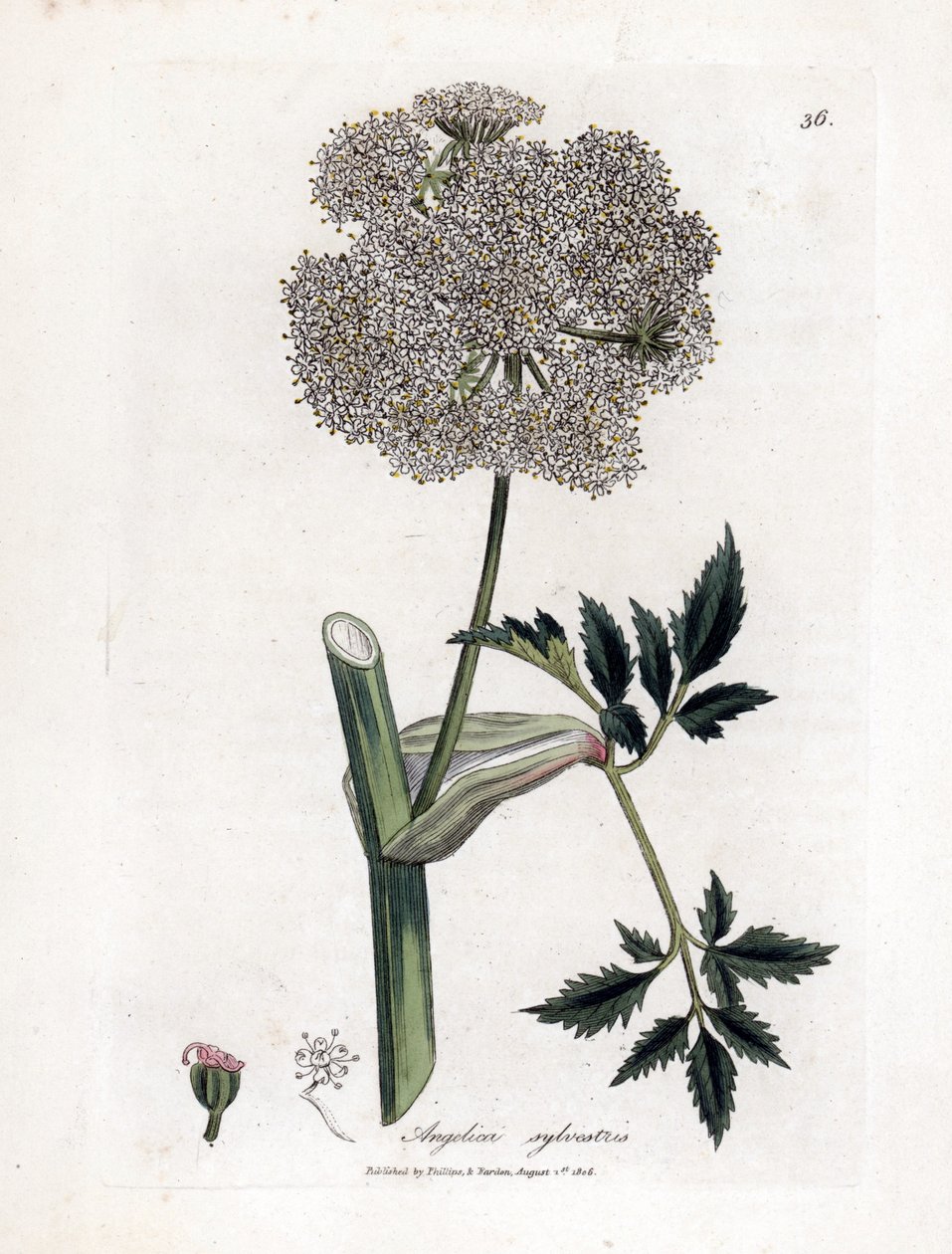 Angelique des bois ou sylvestris - Vahşi melek otu, Angelica sylvestris. William Woodville'den James Sowerby ve Sir William Jackson Hooker'ın “” Medical Botany,” John Bohn, Londra'dan yaptığı bir botanik illüstrasyondan elle boyanmış bakır levh by James Sowerby