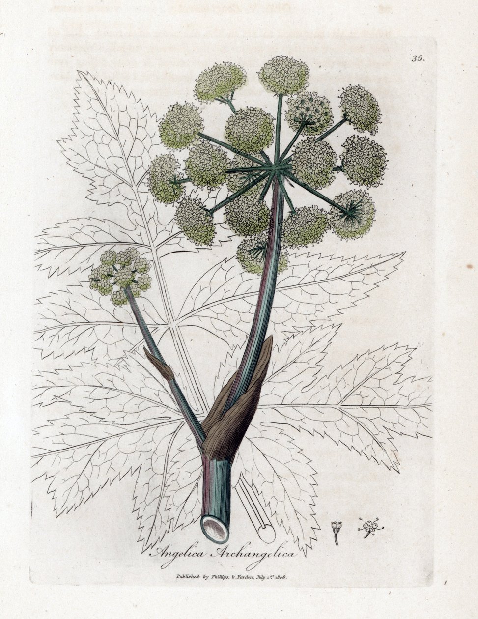 Angelique true veya officinal veya başmelek - Garden angelica, Angelica archangelica. William Woodville'den James Sowerby ve Sir William Jackson Hooker'ın “” Medical Botany,” John Bohn adlı eserinden bir botanik illüstrasyondan elde boyanmış bakır  by James Sowerby