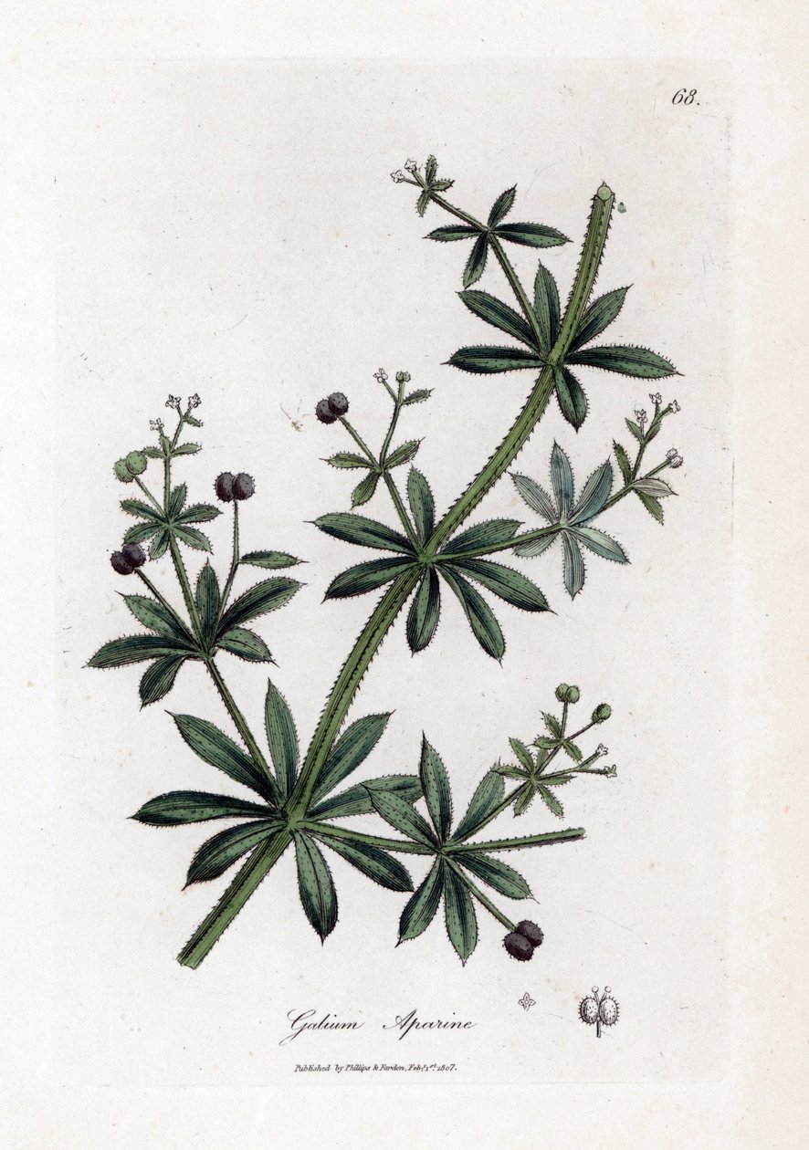 Anason şekeri veya saçılma - Satır veya kaz otu, Calium aparin. William Woodville'den James Sowerby ve Sir William Jackson Hooker'ın "" Medical Botany"," John Bohn, Londra'dan yaptığı bir botanik illüstrasyondan elle boyanmı by James Sowerby