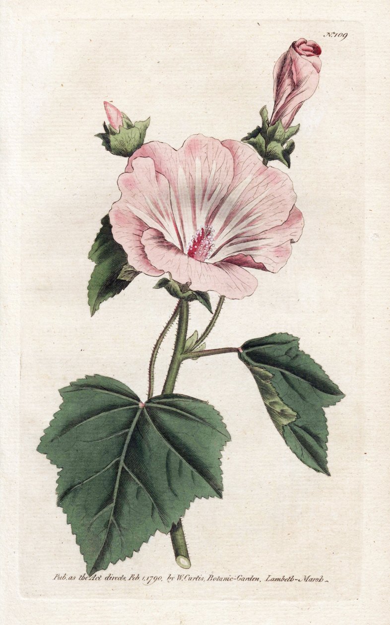 Yıllık mor veya üç ayda bir lavater - William Curtis'in Botanical Magazine'den (1746-1799) James Sowerby (1757-1822) tarafından yazılan Litografi by James Sowerby