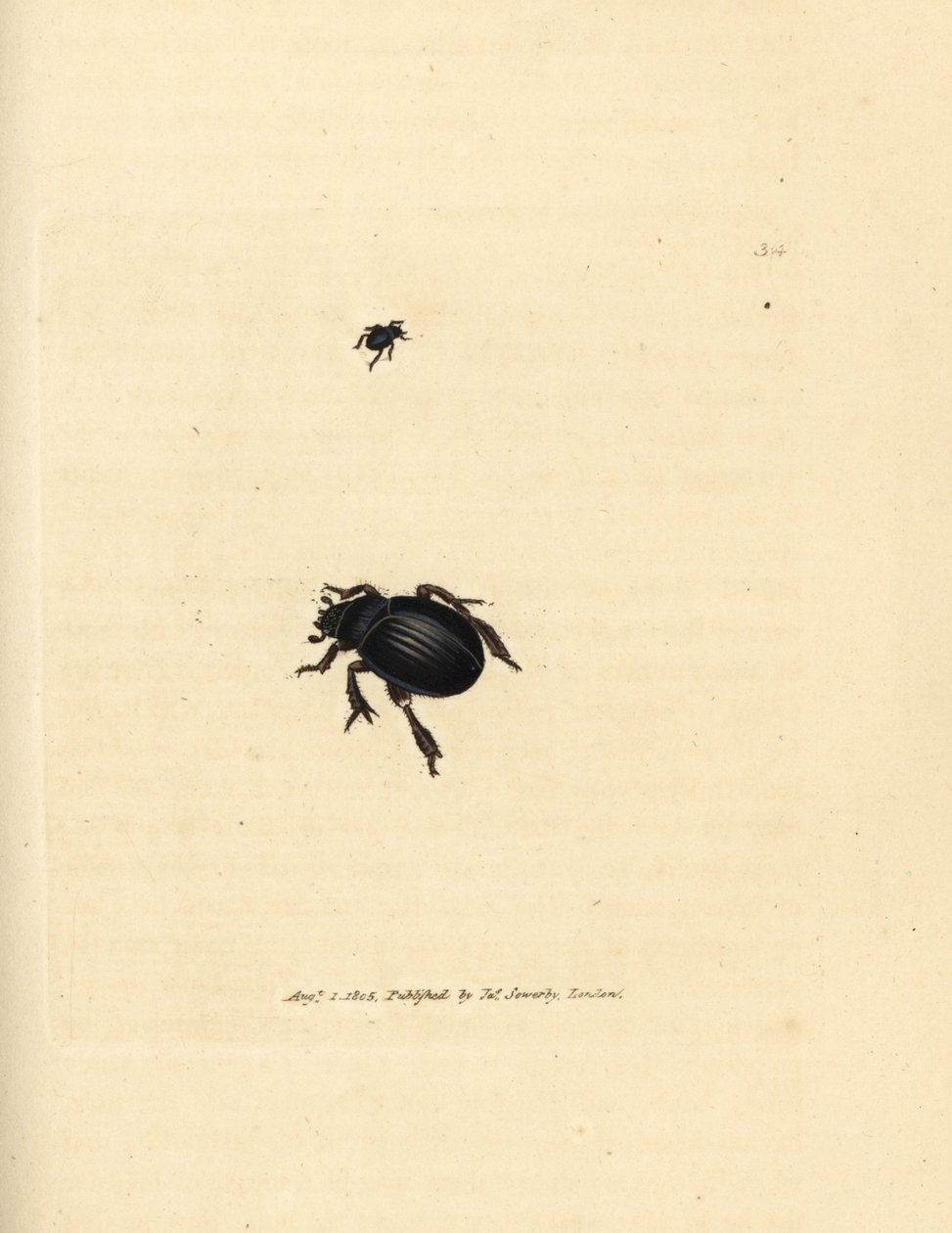 Aphodius arenarius böceği (Scarabaeus ovalis). The British Miscellany'den James Sowerby tarafından elle boyanmış bakır levha gravürü veya yeni, nadir veya az bilinen hayvan konularının renkli figürleri. by James Sowerby