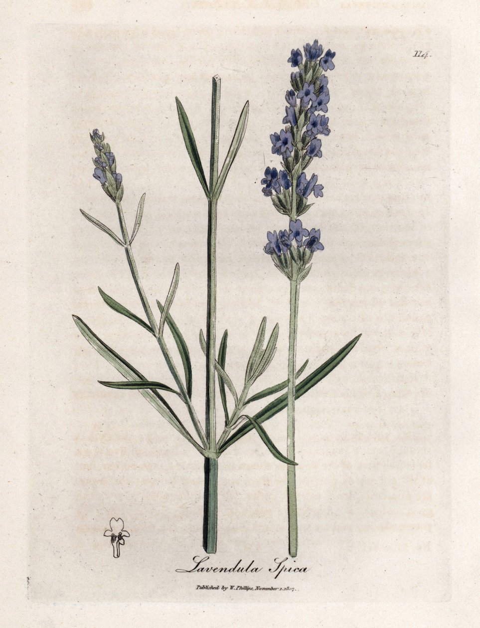 Apik lavanta. Botanique Medicinale'de James Sowerby'nin (1757-1822) bir çiziminden elde boyanmış bakır gravür by James Sowerby