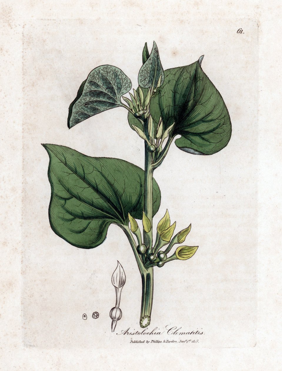 Aristoloche clematite - Tırmanan doğum otu, Aristolochia clematitis. William Woodville'den James Sowerby ve Sir William Jackson Hooker'ın “” Medical Botany,” John Bohn, Londra'dan yaptığı bir botanik illüstrasyondan elde boyanmış bakır levha gr by James Sowerby