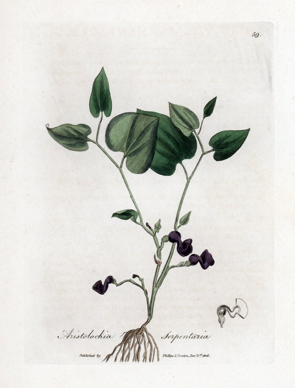 Aristoloche variete - Yılan köklü doğum otu, Aristolochia serpentaria. William Woodville'den James Sowerby ve Sir William Jackson Hooker'ın "" Medical Botany"," John Bohn, Londra'dan yaptığı bir botanik illüstrasyondan elle  by James Sowerby