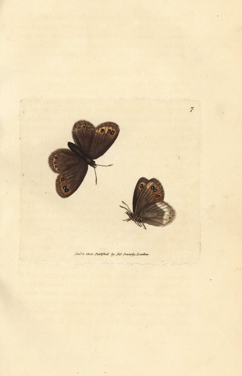 Arran kahverengisi, Erebia ligea (Papilio ligea). The British Miscellany'den James Sowerby tarafından elle boyanmış bakır levha gravürü veya yeni, nadir veya az bilinen hayvan konularının renkli figürleri. by James Sowerby