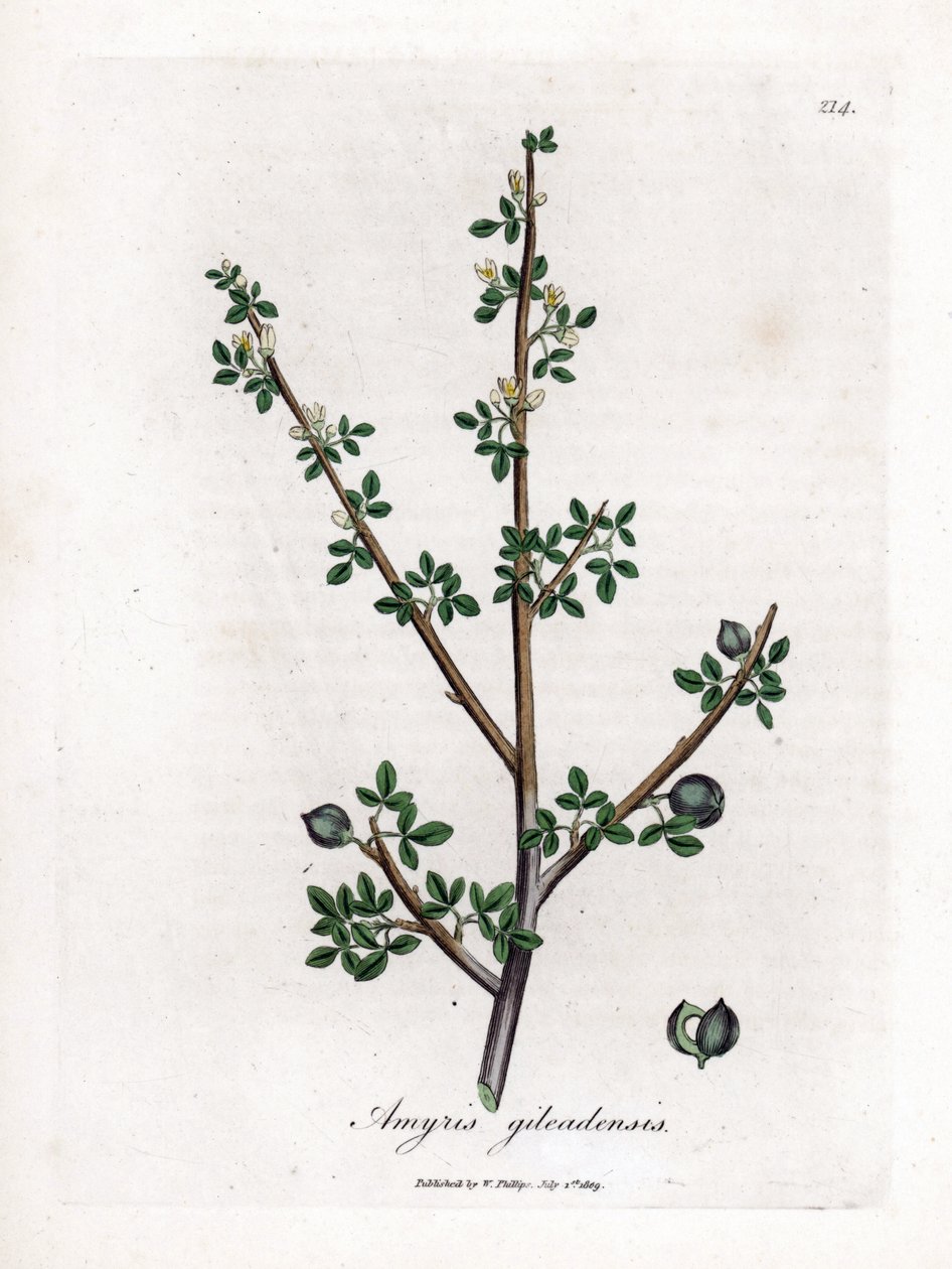 Mekke Balzamı veya Galaad Balzamı - Mekke Balzamı, Commiphora gileadensis. William Woodville'den James Sowerby ve Sir William Jackson Hooker'ın "" Medical Botany"," John Bohn, Londra'dan yaptığı bir botanik illüstrasyondan e by James Sowerby