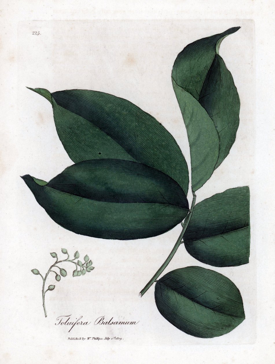 Tolu ağacı balzamı, Myroxylon toluifera balsamum. William Woodville'den James Sowerby ve Sir William Jackson Hooker'ın "" Medical Botany"," John Bohn, Londra'dan yaptığı bir botanik illüstrasyondan elle boyanmış bakır levha  by James Sowerby