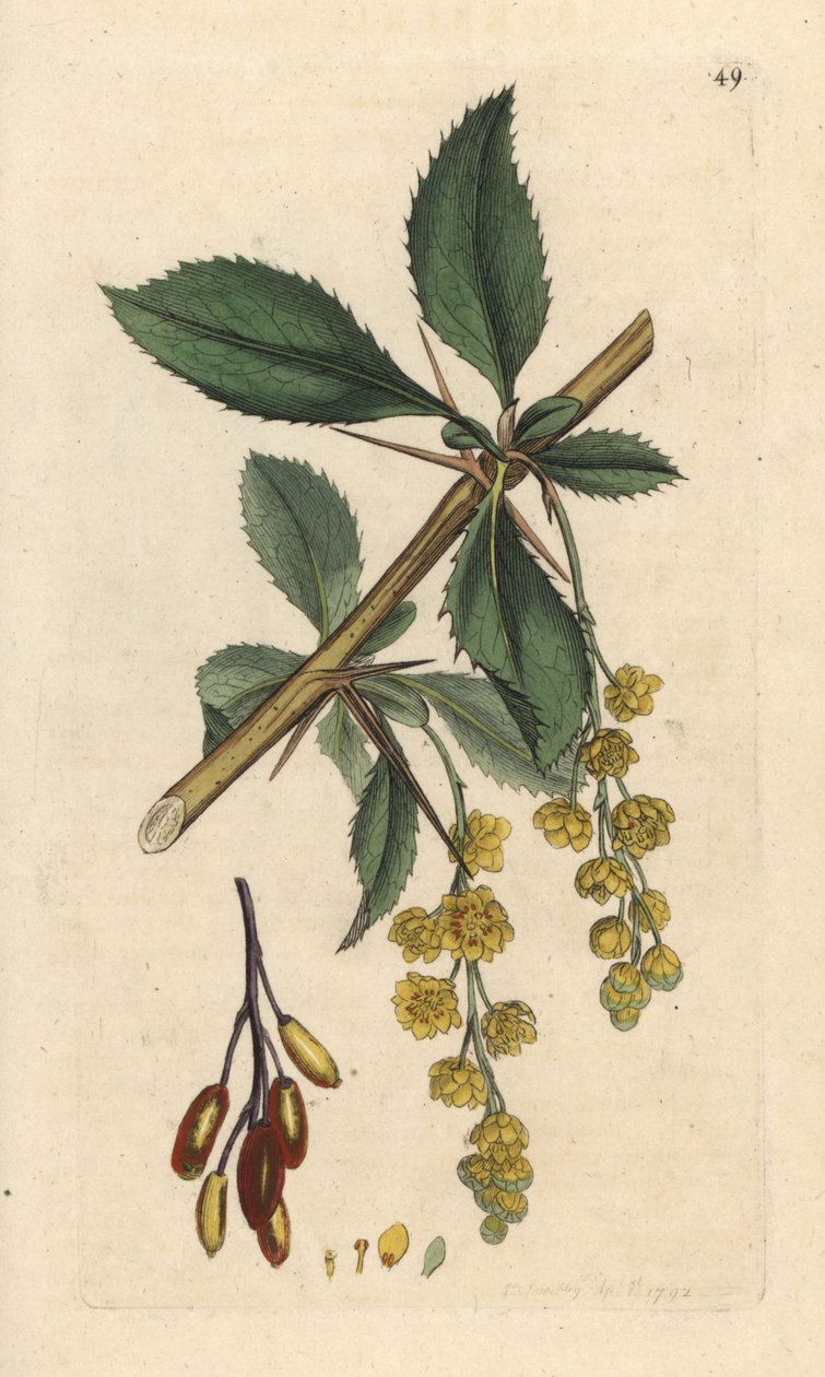 Kızamık, Berberis vulgaris (Vintier veya l¿spine-barberry) James Smith's English Botany, Londra'dan James Sowerby tarafından yapılmış bir illüstrasyondan sonra elle boyanmış bakır levha gravürü by James Sowerby
