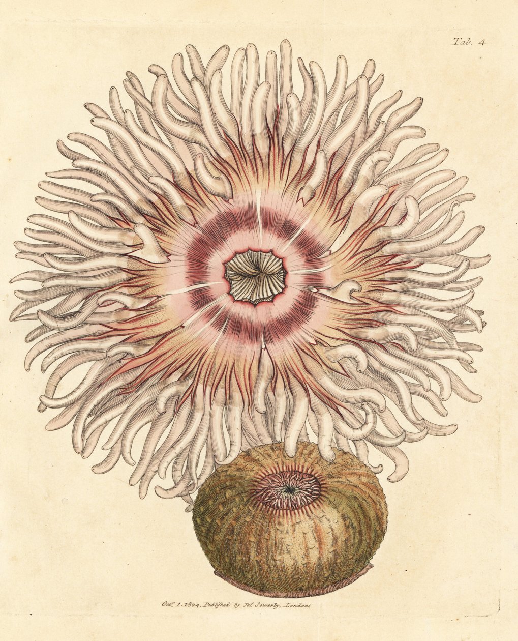 Boncuklu anemon, Actinia equina. The British Miscellany'den James Sowerby tarafından elle boyanmış bakır levha gravürü veya yeni, nadir veya az bilinen hayvan konularının renkli figürleri. by James Sowerby