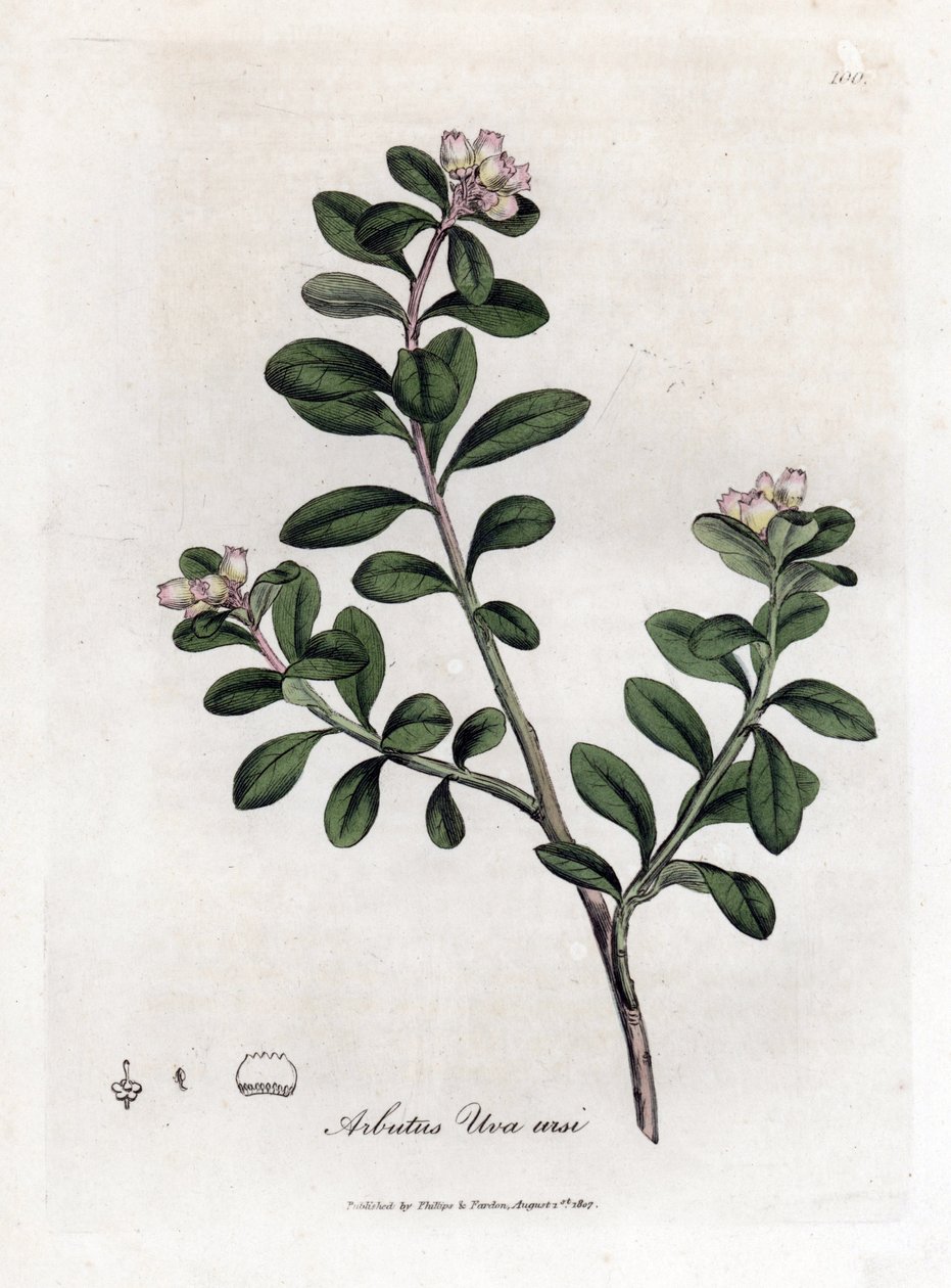 Ayı üzümü veya ayı üzümü - İzleyen kocayemiş veya ayı üzümü, Arctostaphylos uva-ursi. William Woodville'den James Sowerby'nin ve Sir William Jackson Hooker'ın “” Medical Botany,” John Bohn, Londra'dan yaptığı bir botanik illüstrasyondan ell by James Sowerby