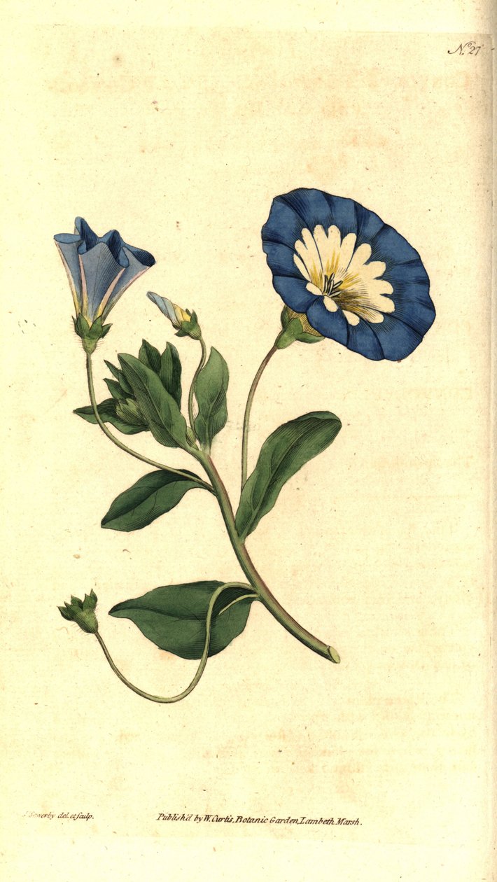 Güzel gün veya üç renkli gündüzsefası - Küçük gündüzsefası, Convolvulus üç renkli. William Curtis'in The Botanical Magazine'den James Sowerby'nin el boyaması bakır levha gravürü ve botanik çizimi, Lambeth Marsh, Londra by James Sowerby