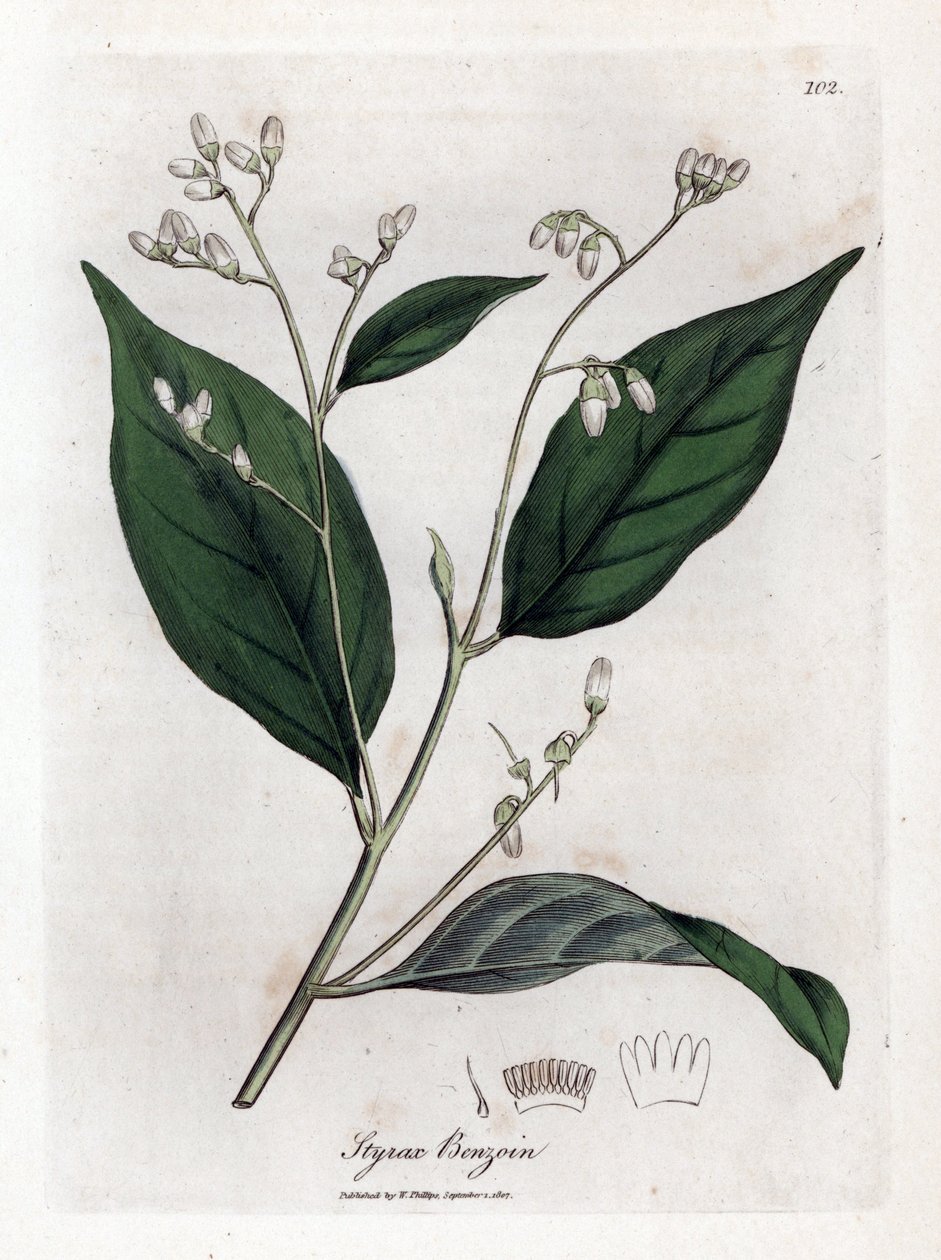Benzoin - Benjamin ağacı, Styrax benzoin. William Woodville'den James Sowerby ve Sir William Jackson Hooker'ın “” Medical Botany,” John Bohn, Londra'dan yaptığı bir botanik illüstrasyondan elle boyanmış bakır levha gravürü by James Sowerby