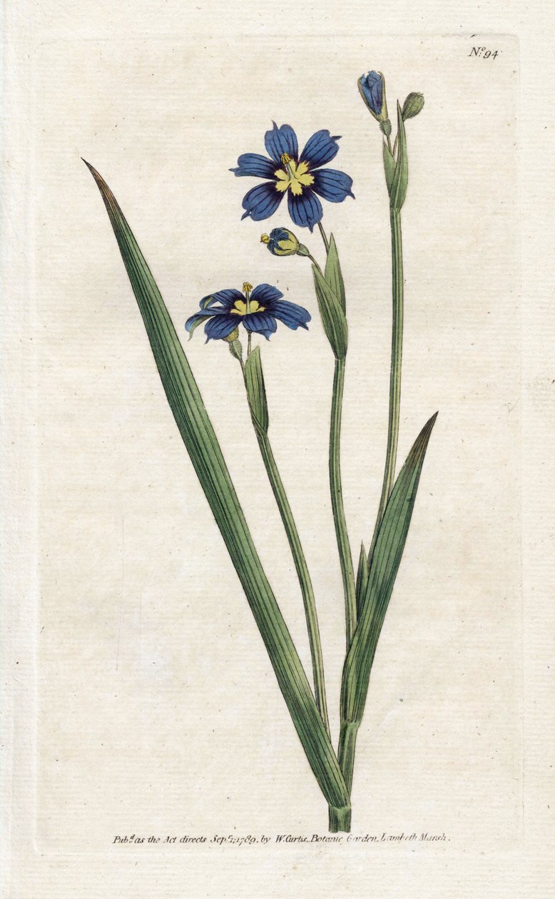 Dar yapraklı Bermudian - James Sowerby'nin (1757-1822) litografisi, William Curtis'in (1746-1799) Botanical Magazine dergisinden by James Sowerby
