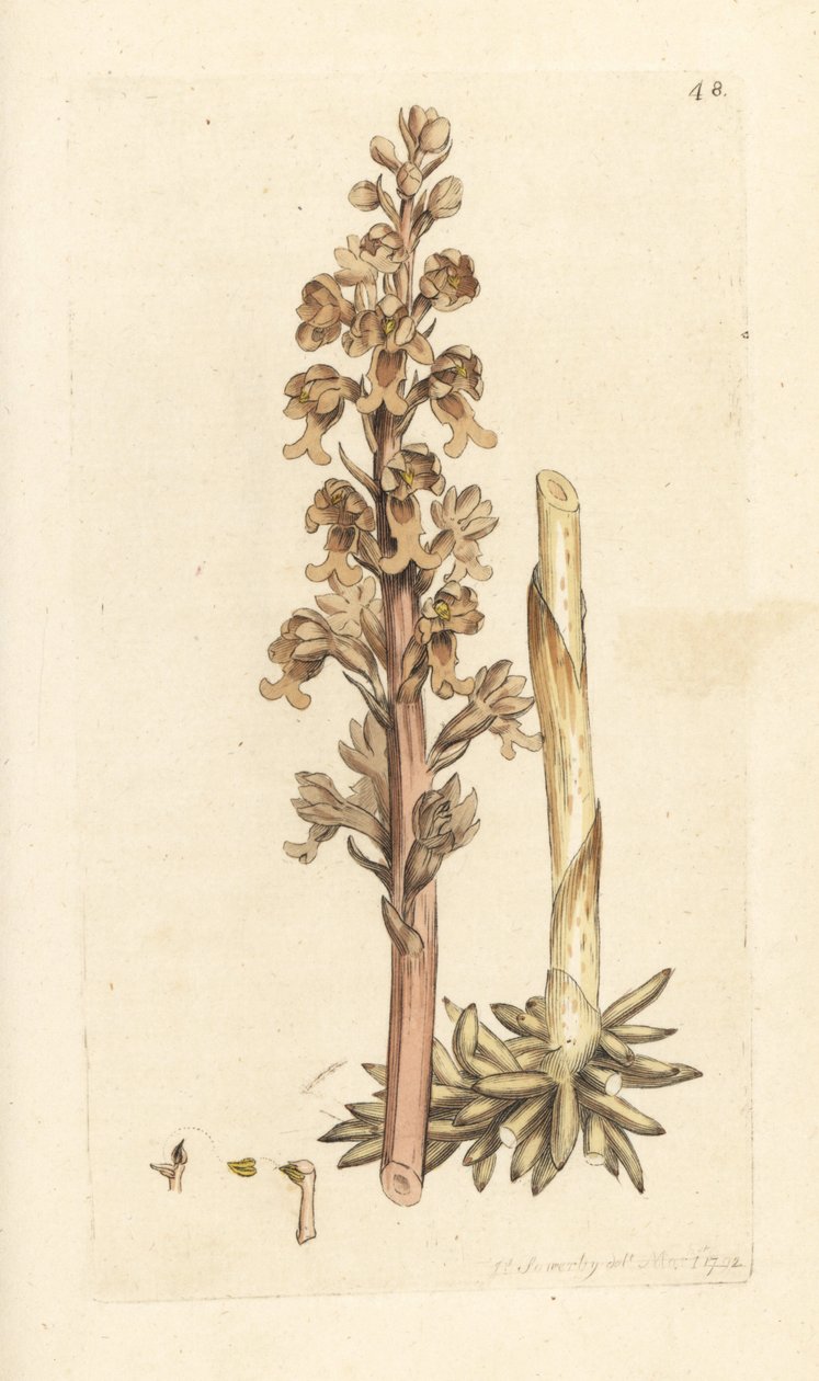 Kuş Yuvası Orkidesi, Neottia nidus-avian (Kuş yuvası ophrys, Ophrys nidus-avian). James Smith's English Botany, Londra'dan James Sowerby tarafından yapılan bir illüstrasyondan sonra elle boyanmış bakır levha gravürü by James Sowerby