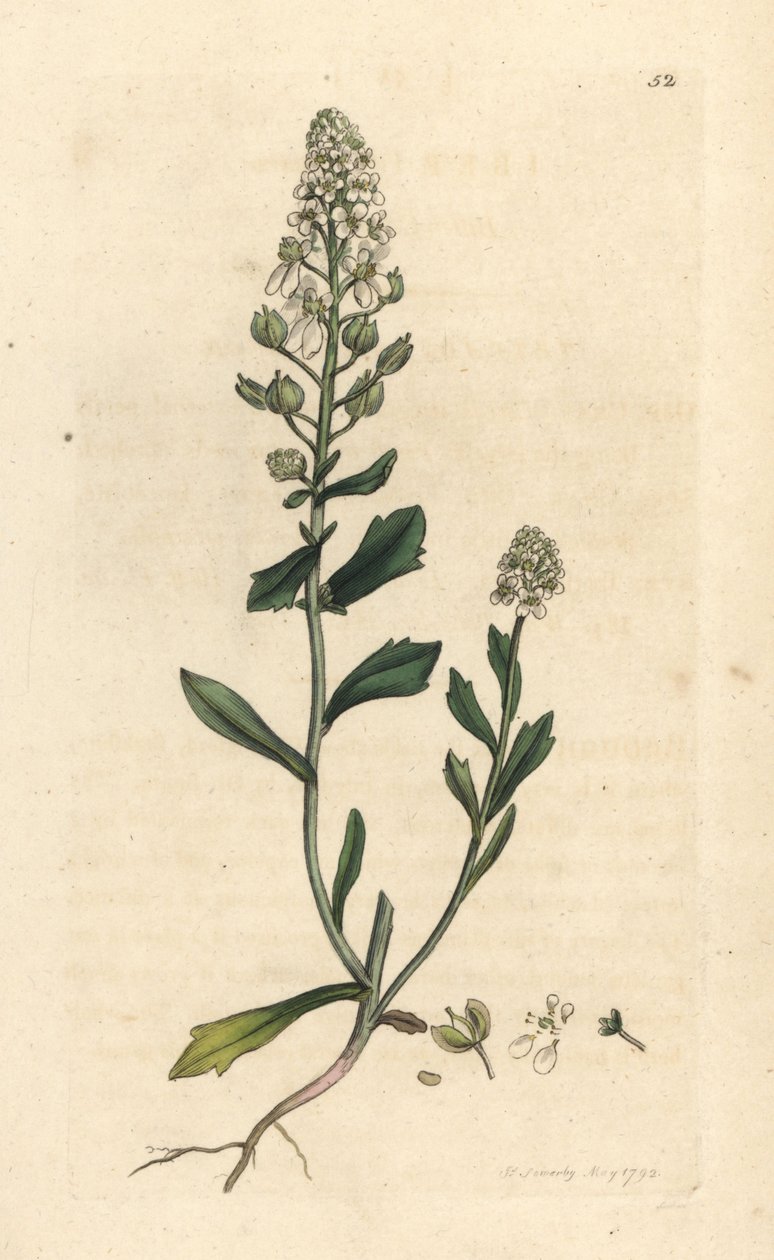 Acı şekerleme, Iberis amara. James Smith's English Botany, Londra'dan James Sowerby tarafından yapılan bir illüstrasyondan sonra elle boyanmış bakır levha gravürü by James Sowerby