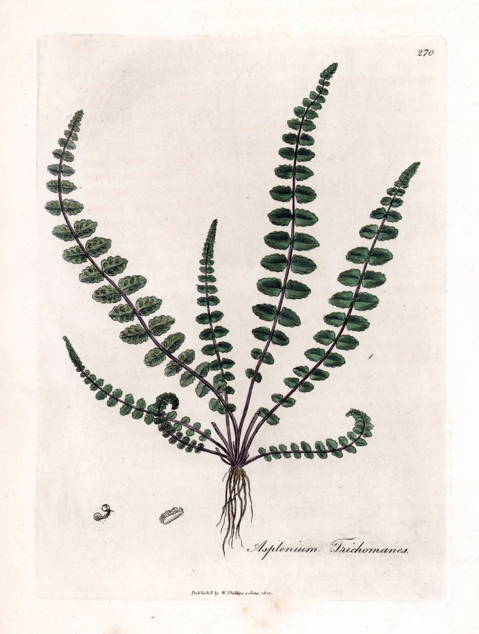 Siyah doradilla veya sahte kılcal (eğrelti otu) - Yaygın bakire kılı eğreltiotu veya dalak otu, Asplenium trichomanes. William Woodville'den James Sowerby'nin ve Sir William Jackson Hooker'ın “” Medical Bo'nun botanik resminden elle boyanmı by James Sowerby
