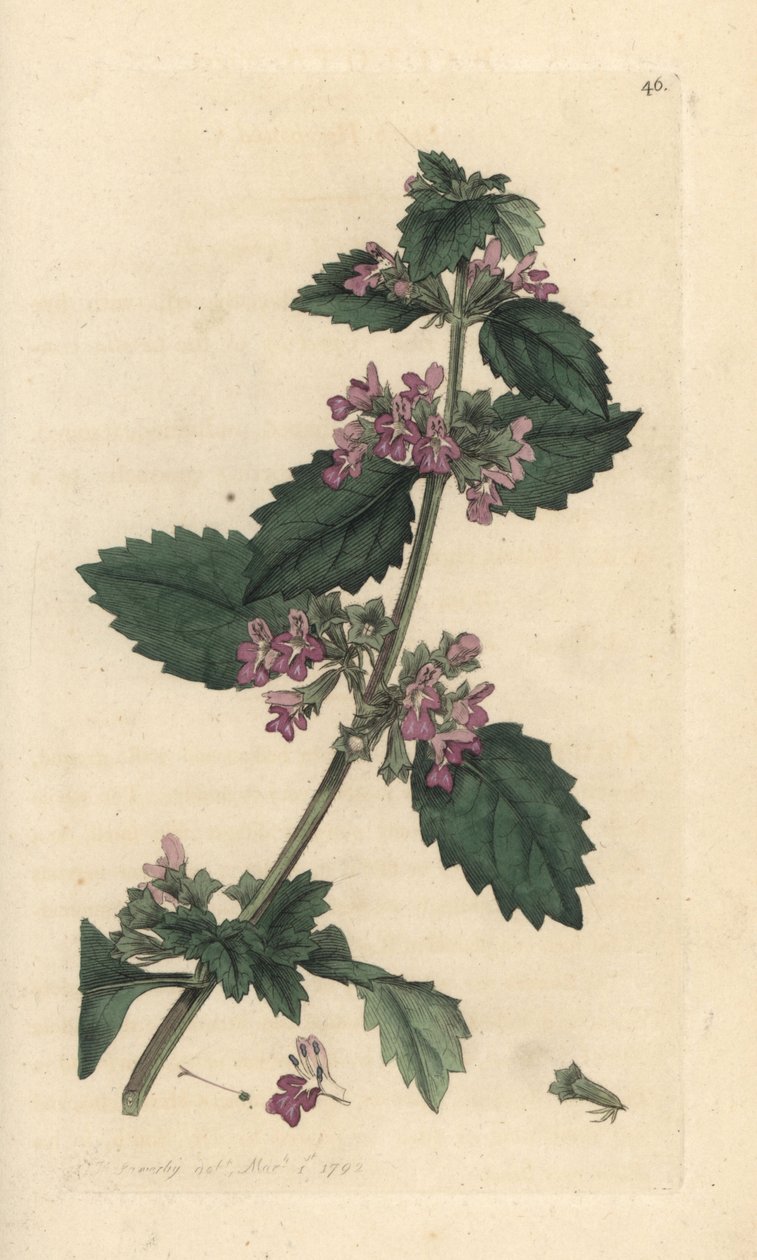 Siyah tazı, Ballota nigra (Ballote noire) James Sowerby'nin James Smith's English Botany, Londra'dan yaptığı bir çizimden sonra elle boyanmış bakır levha gravürü by James Sowerby