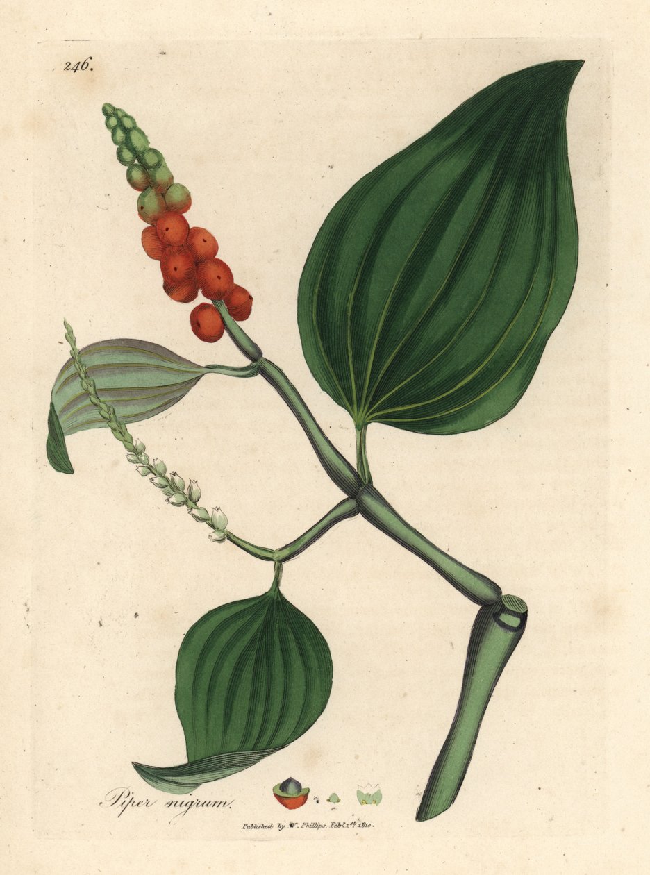 Karabiber, Piper nigrum by James Sowerby