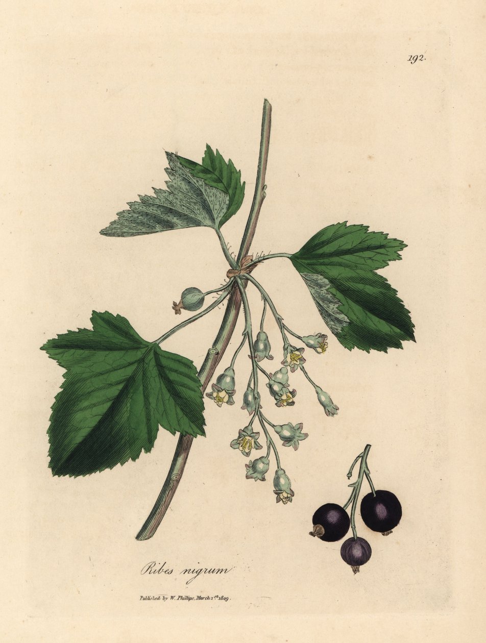Frenk üzümü ağacı, Ribes nigrum by James Sowerby